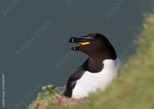 Close up of a Razorbill with an open beak on the cliff edge
