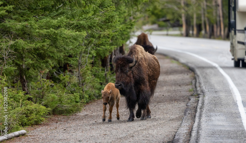 Bison with Calf walking by the road in American Landscape. Yellowstone National Park. United States. Nature Background. © edb3_16