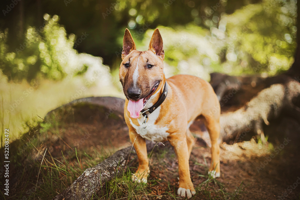 A beautiful cute ginger bull terrier happily stands in the park for a walk on a sunny summer day.  A walk in nature with a dog. A pet.