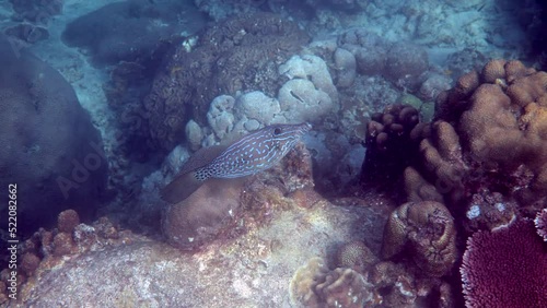 Underwater video of pair of scrawled filefish or aluterus scriptus in Gulf of Thailand. Close up of beautiful tropical fish swimming among reef. Wild nature, sea life. Scuba diving or snorkeling. photo