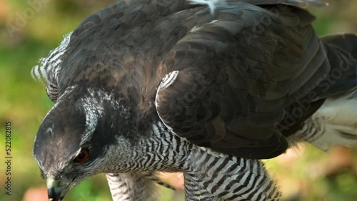 Northern goshawk eating. High quality 4k footage
