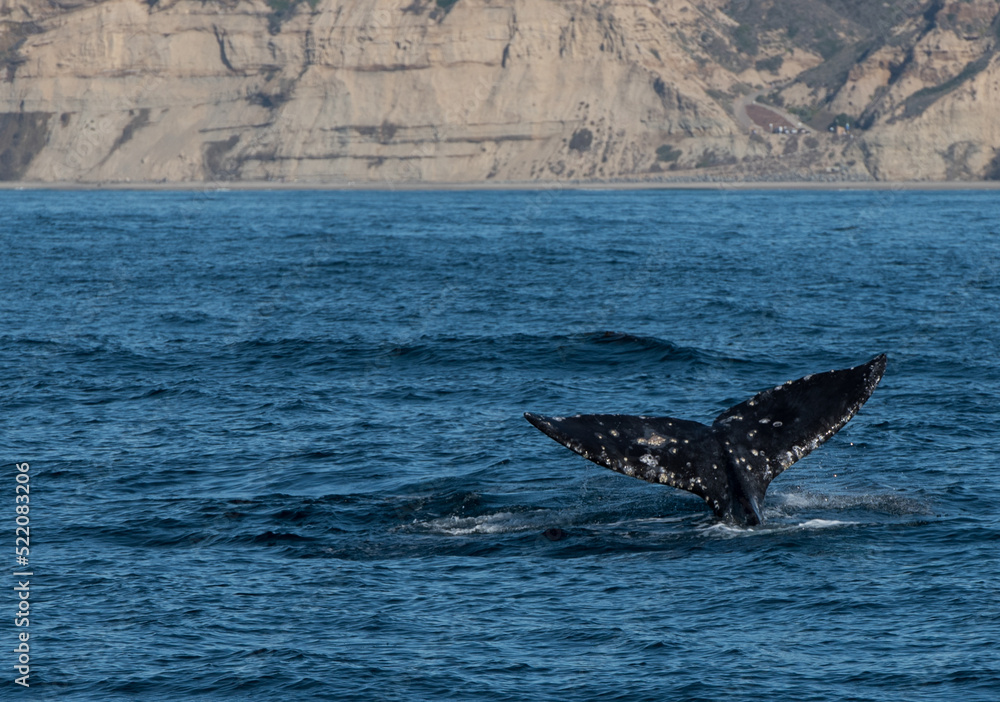 Fototapeta premium gray whale