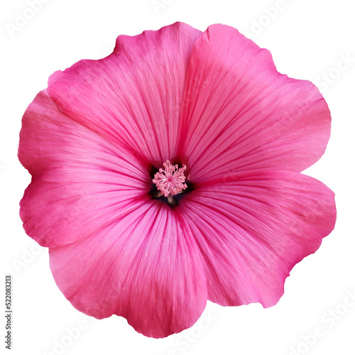 Pink lavatera flower isolated on a white.