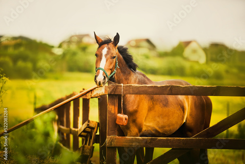 A beautiful bay bareback horse stands behind a wooden fence against the background of a green field and a cloudy sky on a summer day. Agriculture and farming. Horse and livestock care.