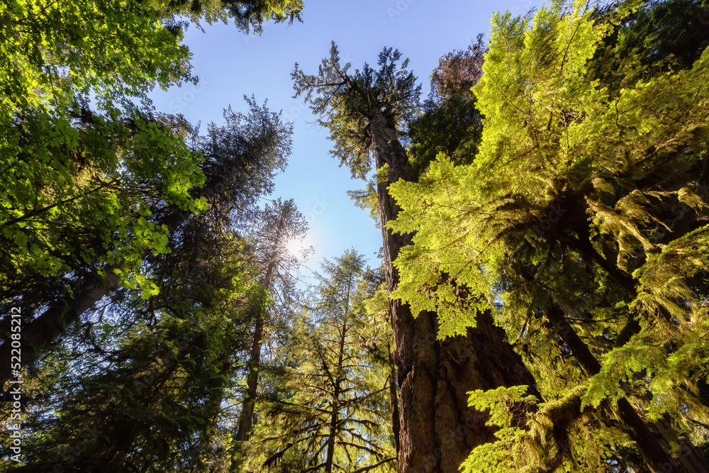 Fototapeta premium Lush Green Rain Forest in Pacific Northwest. MacMillan Provincial Park, Vancouver Island, BC, Canada. Nature Background