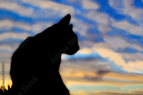 Outlines, black silhouette of a cat, head in profile, against the background of a cloudy multicolor sunset. Blue, blue, gray sky, yellow sky, white, gray, yellow clouds. Twilight, evening. Postcard