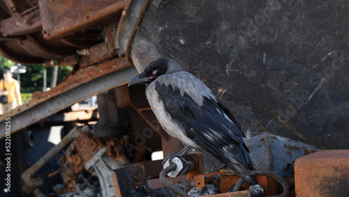 Fototapeta Naklejka Na Ścianę i Meble -  Lonely perched black bird on the Russian destroyed military vehicle. War in Ukraine. 