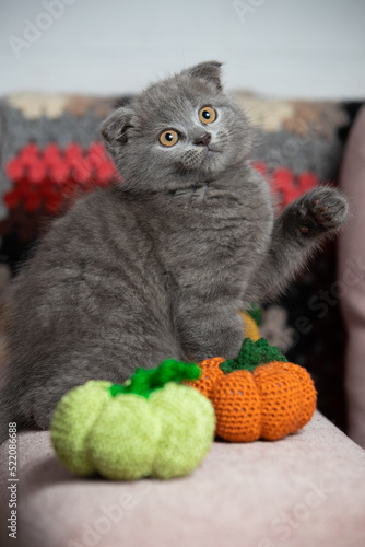 The cat sits near two pumpkins, raised its foot uphill