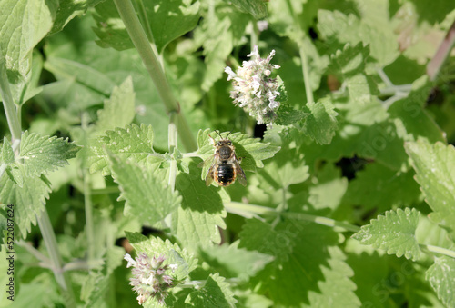 Wool carder bee resting on catnip plant in garden. Top view of large bee with yellow spots sitting on green leaves. Belongs to the leaf-cutter bees or mason bees. Anthidium manicatum. Selective focus.