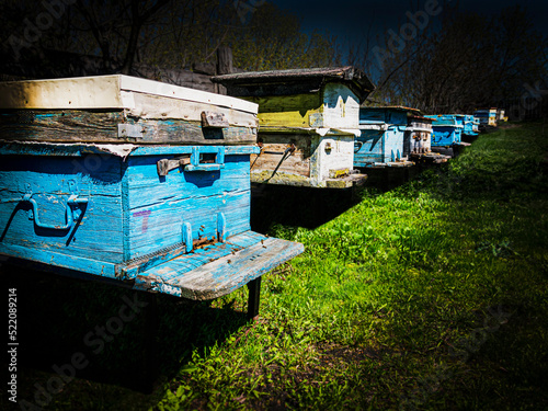 Hives with bees stand in a row in the garden. Beekeeping, apiary, bees make honey, beekeeping, life in the village. Rural landscape, nature outside the city. 