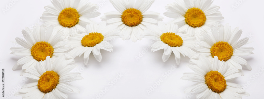 Fototapeta premium White camomile flower on light horizontal background.