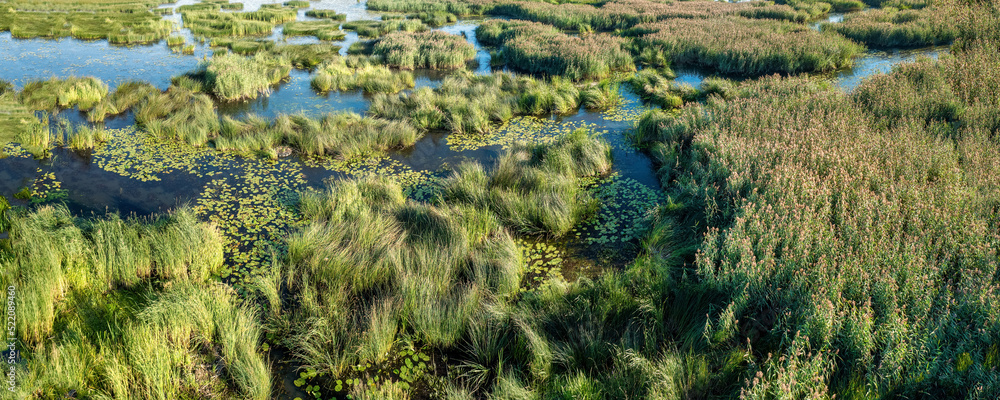 Islands of reeds and overgrown water on the marshy shore Islands of reeds and overgrown water on the marshy shore