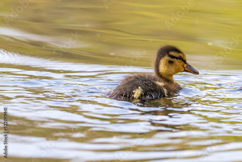 Beautiful little duck cub swims in the water of the pond. Its image is reflected in the water of the pond. He has drops of water on his head. © Roman Bjuty