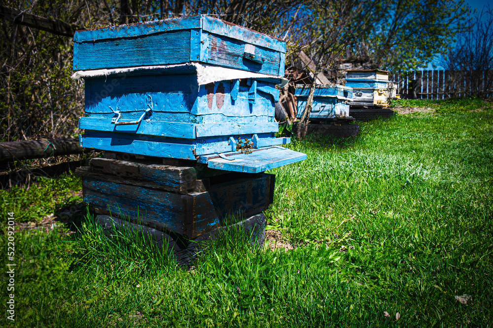 Blue hives with bees stand in a row in the garden. Beekeeping, apiary, bees make honey, beekeeping, life in the village. Rural landscape, nature outside the city