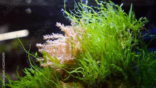 green Caulerpa alga vegetation move in strong current and filter water, small healthy colony of Kenya tree coral branches with polyps, popular pet grow in actinic LED light of reef marine aquarium photo