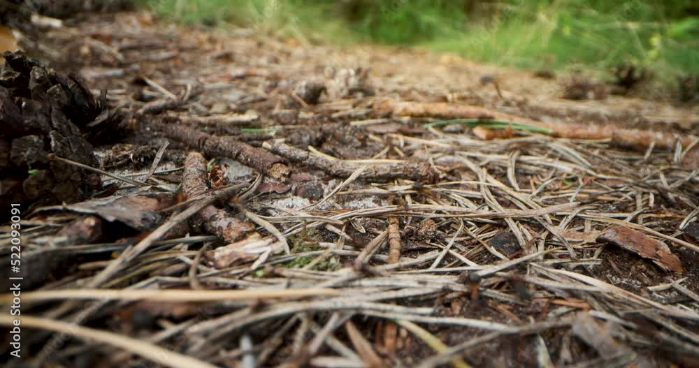 red wood ant trail in forest. slider shot red wood ant trail in forest. slider shot