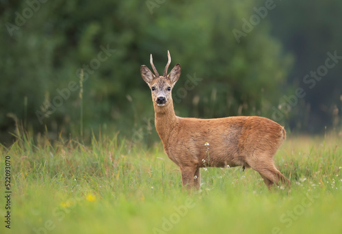 Φωτογραφία Roe deer male ( Capreolus capreolus )
