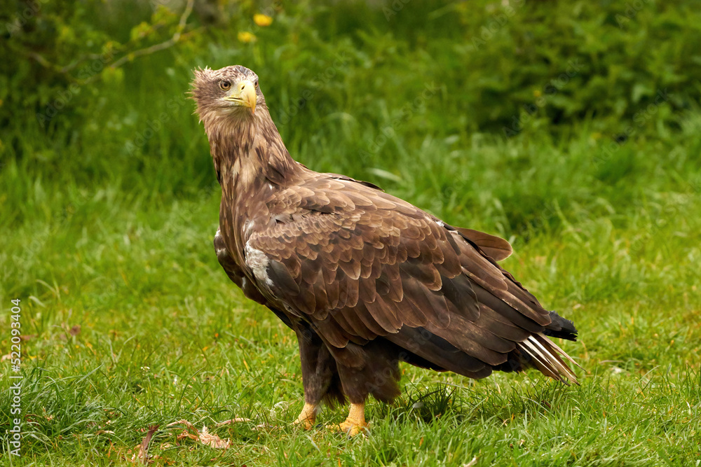 A detailed bald eagle, yellow beak. The bird is in the grass. Allert, brown, side view, claws A detailed bald eagle, yellow beak. The bird is in the grass. Allert, brown, side view, claws