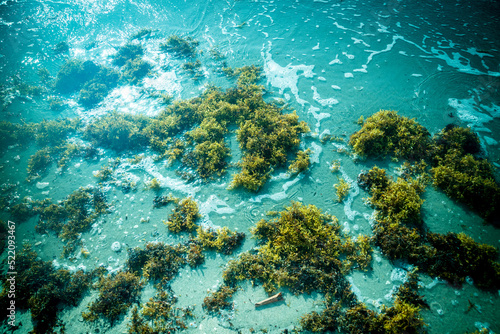 Fototapeta Naklejka Na Ścianę i Meble -  seaweed on the shallow ocean water