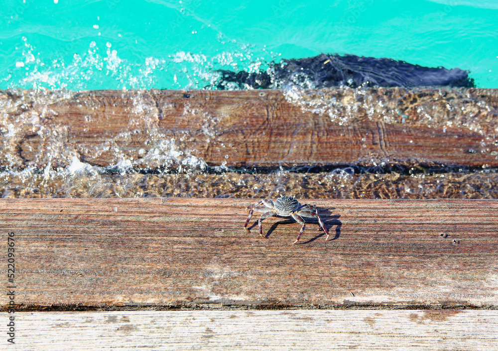 crab on the ocean