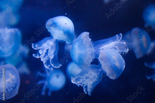 Bébé méduses en suspension dans un aquarium 