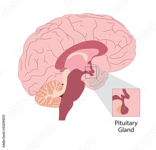 Pituitary galnd illustration in the humans brain