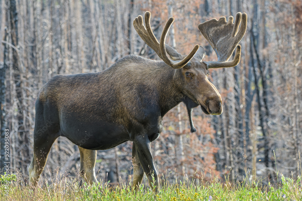 Moose in the Colorado Rocky Mountains Moose in the Colorado Rocky Mountains