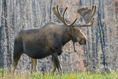 Moose in the Colorado Rocky Mountains