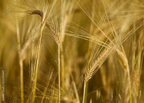 Close up of wheat ears  field of wheat in a summer day. Harvesting period 
