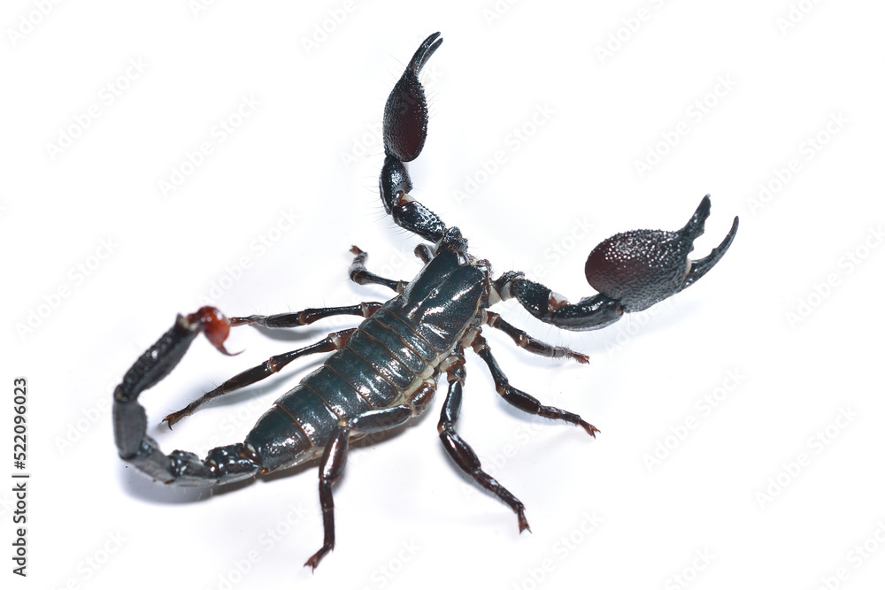 Closeup picture of a mature male of the emperor scorpion Pandinus imperator, a common pet species under CITES protection originating from West Africa and photographed on white background. Closeup picture of a mature male of the emperor scorpion Pandinus imperator, a common pet species under CITES protection originating from West Africa and photographed on white background.
