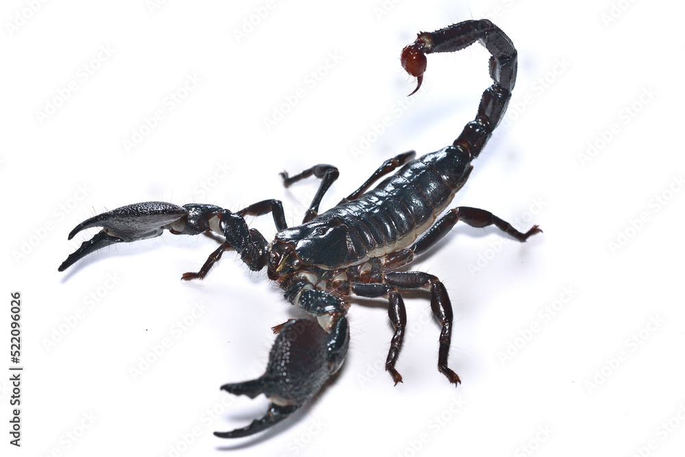 Closeup picture of a mature male of the emperor scorpion Pandinus imperator, a common pet species under CITES protection originating from West Africa and photographed on white background. Closeup picture of a mature male of the emperor scorpion Pandinus imperator, a common pet species under CITES protection originating from West Africa and photographed on white background.