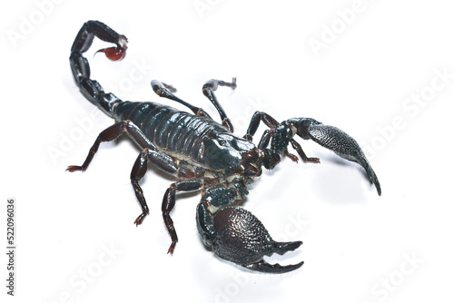 Closeup picture of a mature male of the emperor scorpion Pandinus imperator, a common pet species under CITES protection originating from  West Africa and photographed on white background.