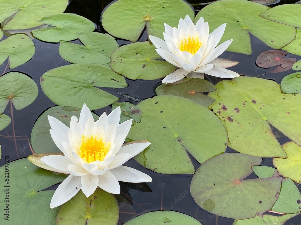 Nénuphars flottant sur l'eau. Deux fleurs blanches et jaunes de Nymphaea. Plantes aquatiques dans un étang. Nénuphars flottant sur l'eau. Deux fleurs blanches et jaunes de Nymphaea. Plantes aquatiques dans un étang.