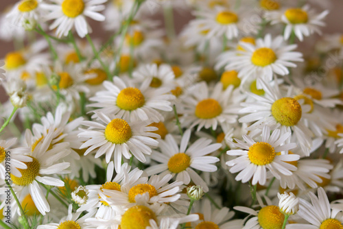 Flower field of chamomile. Chamomile in nature. A field of daisies on a sunny day in nature. Chamomile daisy blooms on a summer day. Chamomile flowers on a wide field background in sunlight