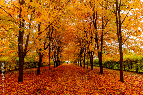 Alley of maple trees in autumn in Alexander park  Tsarskoe Selo  Pushkin   Saint Petersburg  Russia