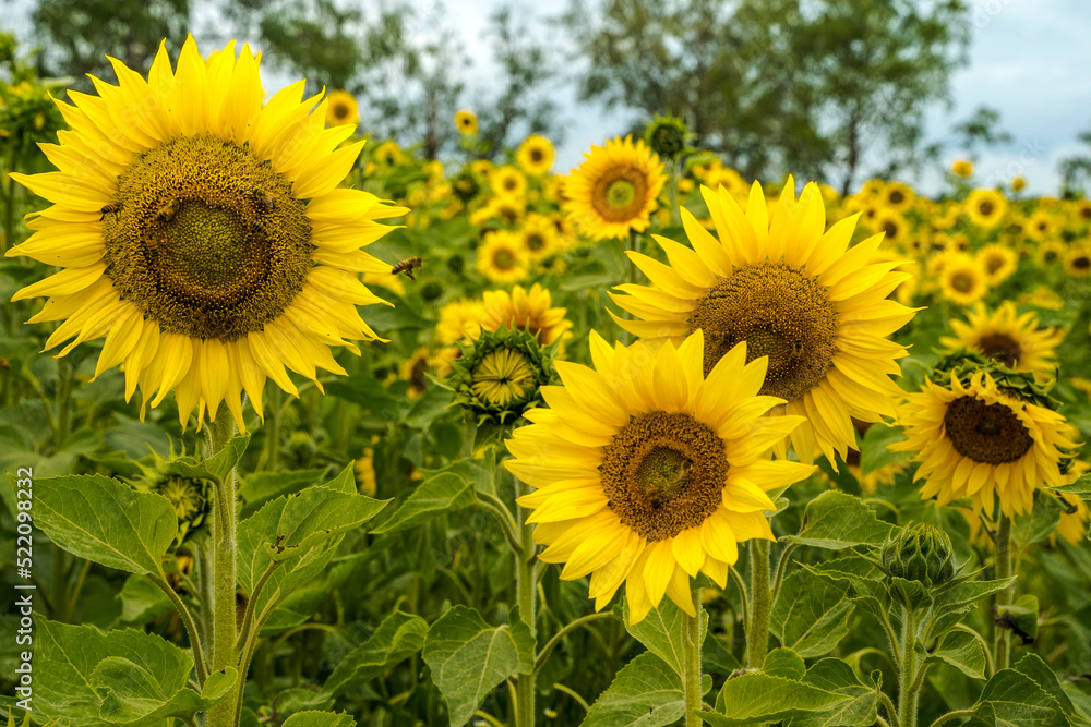 sunflowers in the field sunflowers in the field