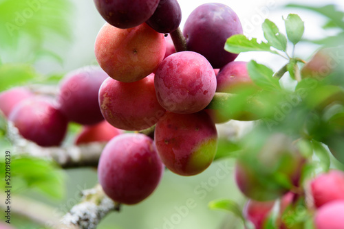 beautiful dark red plums on a branch of a tree with green leaves on a cloudy summer day