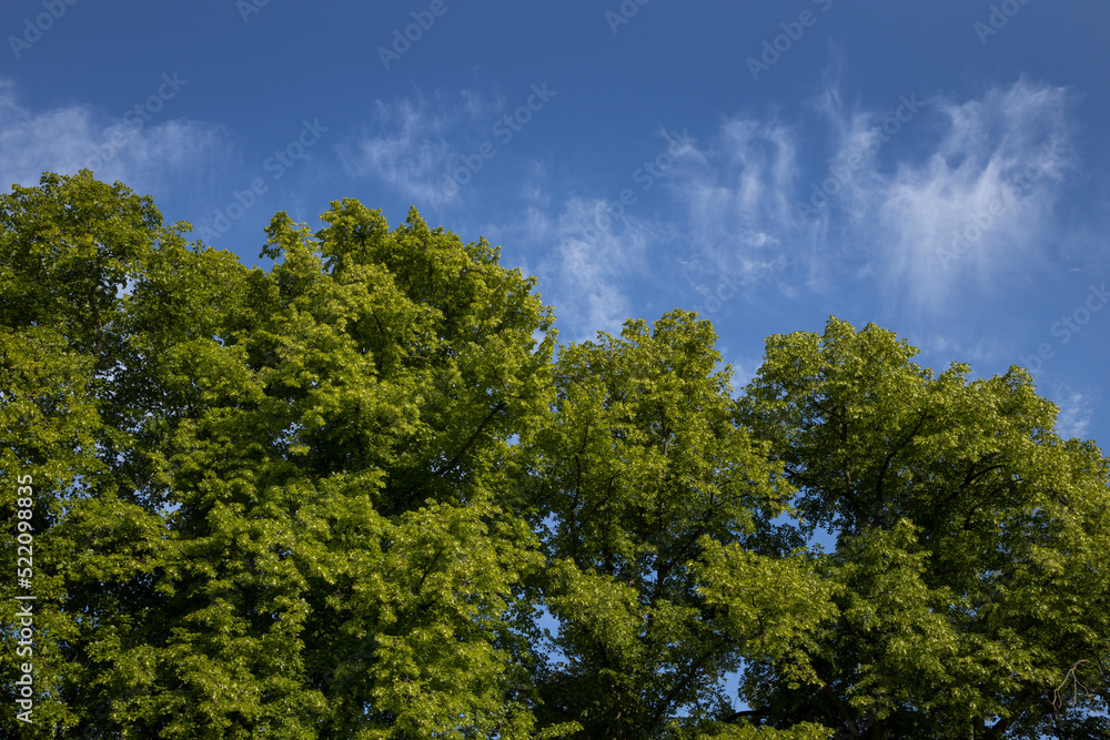  treetops, cambridge, england, uk, Cambridgeshire, great brittain, 