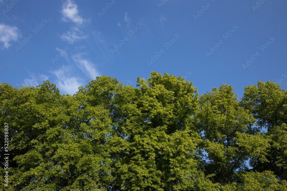  treetops, cambridge, england, uk, Cambridgeshire, great brittain, 