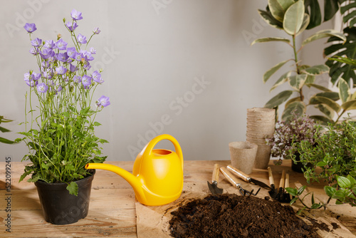 Wooden plant background with gardening tools  plant care concept