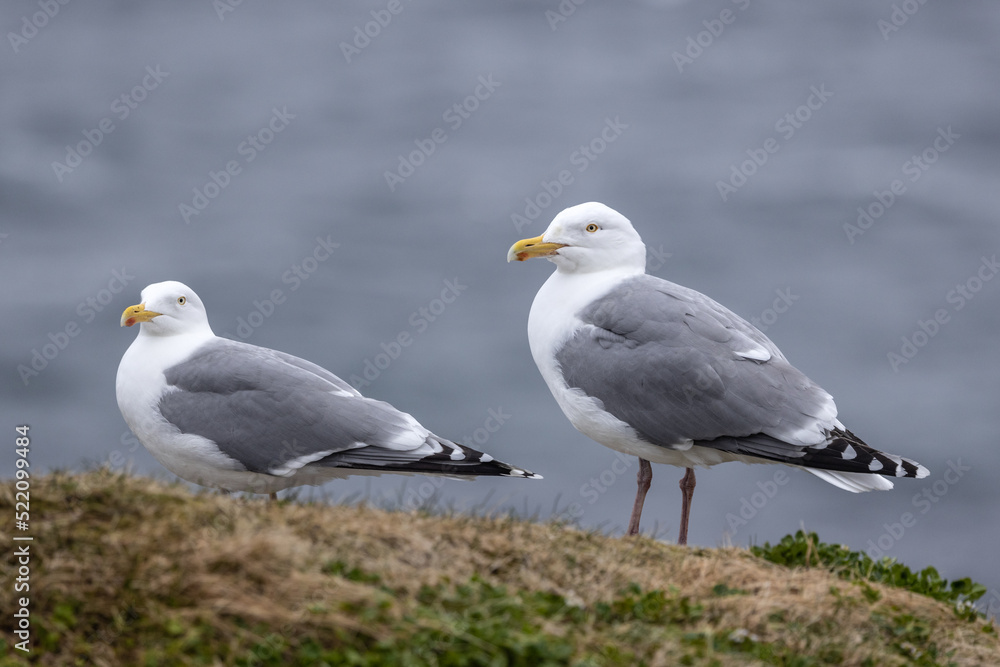 Silbermöwen auf der Vogelinsel Hornøya Silbermöwen auf der Vogelinsel Hornøya