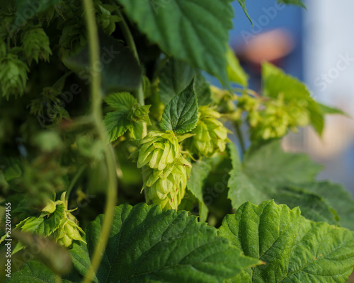 Hop cones grow on the stem of the plant