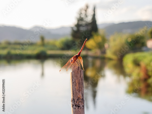 Dragonfly is an indicator of the cleanliness of a natural environment.