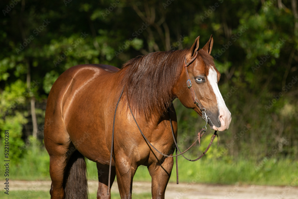 Quarter horse paint mare portrait