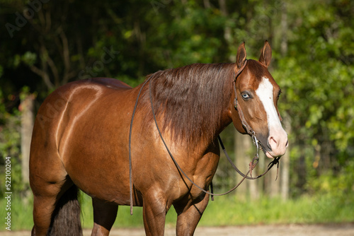Quarter horse paint mare portrait © FastHorsePhotography