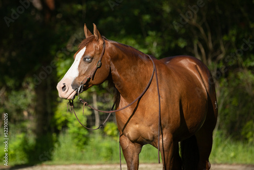 Quarter horse paint mare portrait photo