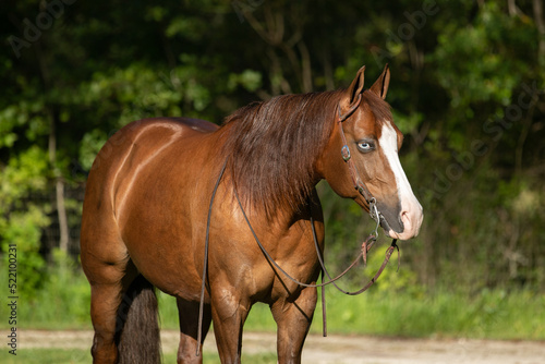 Quarter horse paint mare portrait © FastHorsePhotography