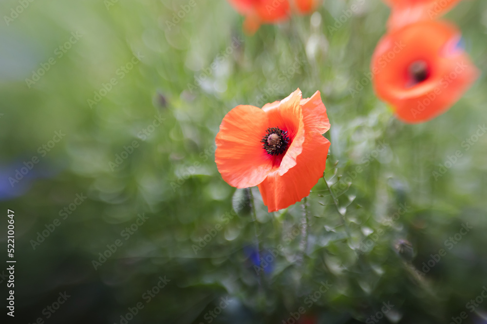 Obraz premium artistic blurred picture of a poppy in the field