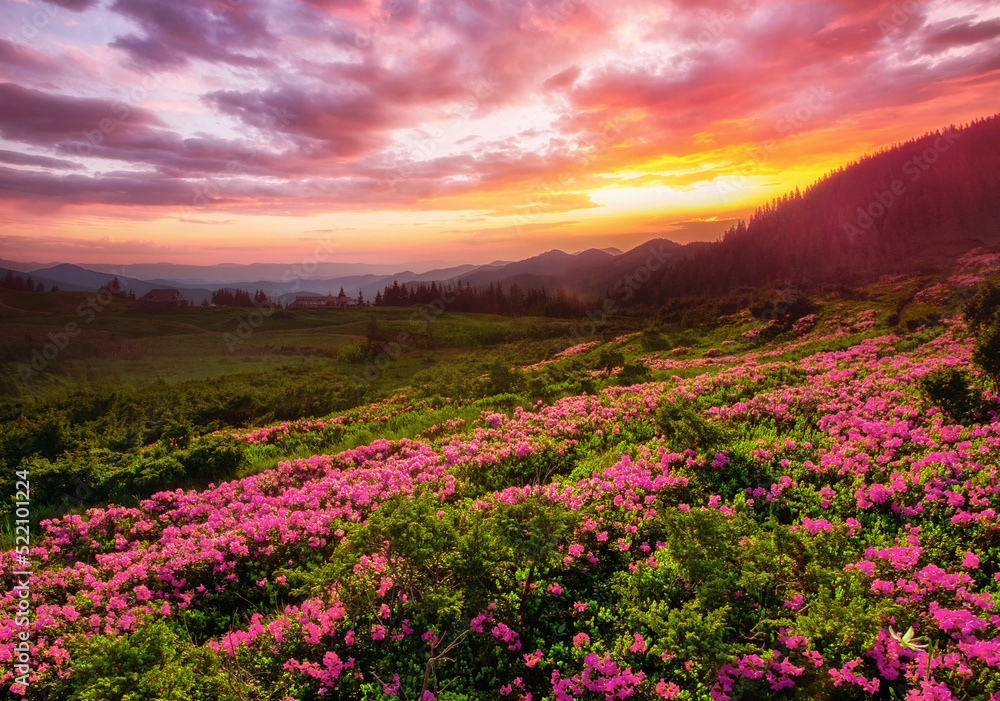 picturesque summer dawn image, picturesque morning scenery, amazing blossom pink rhododendron flowers, floral nature background,,Ukraine, Carpathian mountains, Europe picturesque summer dawn image, picturesque morning scenery, amazing blossom pink rhododendron flowers, floral nature background,,Ukraine, Carpathian mountains, Europe