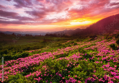 picturesque summer dawn image  picturesque morning scenery  amazing blossom pink rhododendron flowers  floral nature background  Ukraine  Carpathian mountains  Europe